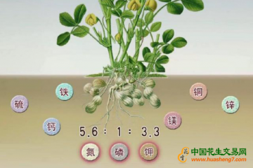 如何花生提高產(chǎn)量？科學(xué)施肥是關(guān)鍵 ()