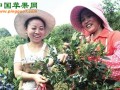 江苏溧阳蓝莓采摘节开幕 ()