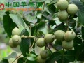 廣西河池：加快推進核桃種植產業快速發展 ()