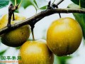 浙江慈溪：蜜梨豐產(chǎn)又豐收 ()