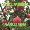 15688813698红富士苹果批发