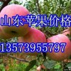 山東日照水晶紅富士蘋(píng)果大量上市