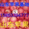 13863394777山東冷庫紅富士蘋果特價銷售