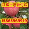 哪里有果農(nóng)冷庫直銷處 紅富士蘋果蘋果批發(fā)