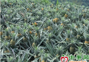 云南河口：菠萝清香甜蜜  进入采摘时节 ()