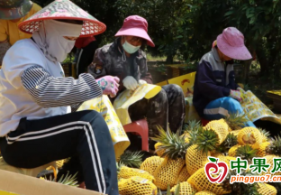 十月田镇好清村：万亩菠萝陆续上市 ()