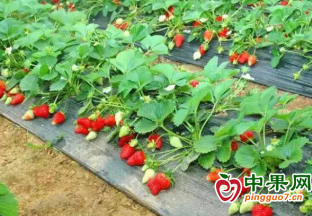 抚顺新宾错草村：大棚草莓成熟上市 ()