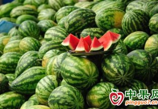 西瓜進入盛產(chǎn)期，價格不降反升 ()