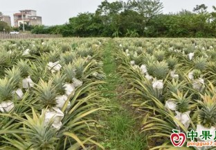 宁明明江：撂荒地里长出“甜蜜果” ()