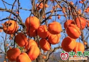 煙臺(tái)柿子進(jìn)入集中上市期 ()