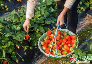 吉林草莓采摘園正式開園 ()