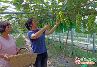 葡萄甘甜香滿園 游客采摘趣味濃 ()