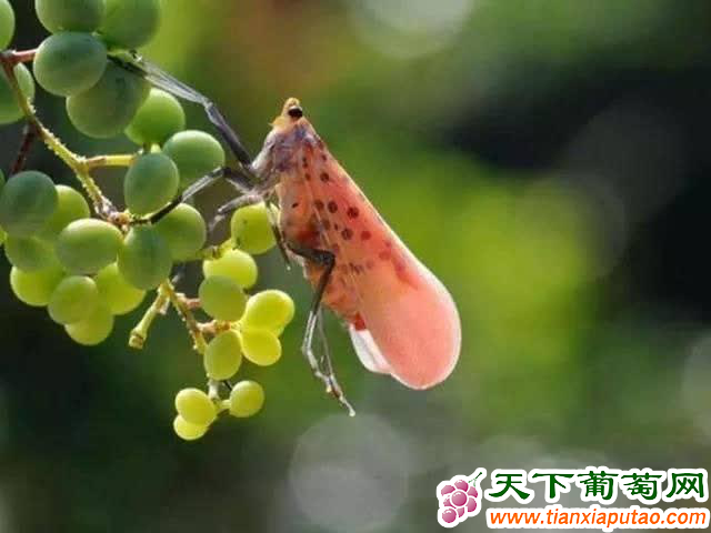 斑衣蜡蝉