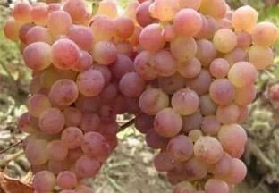 2020年中国葡萄产业发展报告 ()